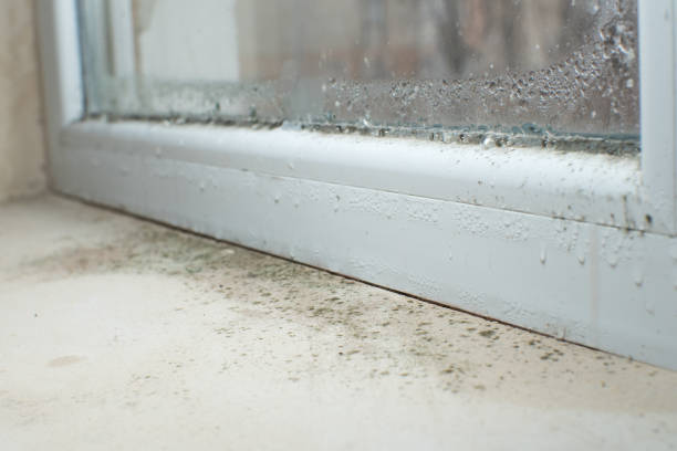 Best Mold Damage Restoration  in Reidland, KY